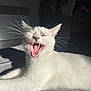 cat, white_cat, yawning, teeth, whiskers, sunlight, indoor, shadow, fur, pet, animal, relaxing, closeup, mouth_open, sleepy, cute, feline, domestic_cat, resting, home