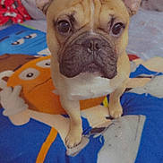 Odis joined the competition — help win amazing prizes! dog, french_bulldog, blanket, cartoon, indoor, pet, cute, ears, face, fur, animal, looking, bed, plush_toy, pikachu, colorful, closeup, expression, soft_furniture, cozy