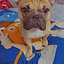 dog, french_bulldog, blanket, cartoon, indoor, pet, cute, ears, face, fur, animal, looking, bed, plush_toy, pikachu, colorful, closeup, expression, soft_furniture, cozy