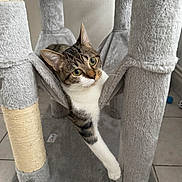 Vulcan participe au concours pour gagner de l'argent avec cette photo : animal, cat, cat_tree, cozy, curious, cute, feline, floor, fur, gray, hammock, home, indoor, paw, pet, relaxing, stretching, tabby_cat, tile, whiskers