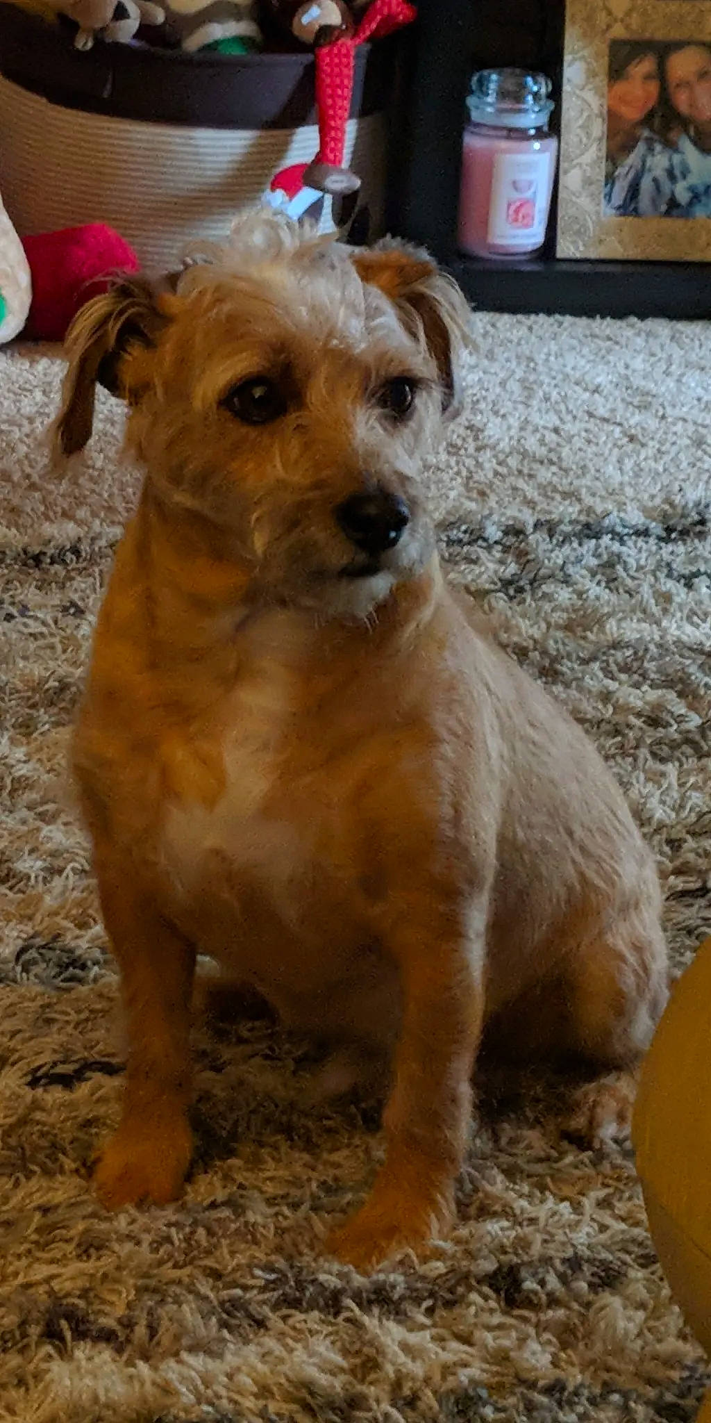 Tim joined the competition — help win amazing prizes! canidae, carnivore, companion_dog, dog, dog_breed, dog_collar, fawn, fur, liver, paw, pet_supply, snout, sporting_group, street_dog, terrestrial_animal, terrier, toy_dog, whiskers, working_animal, working_terrier