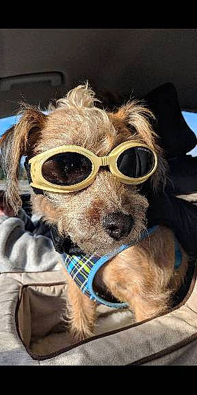 Tim is registered to the contest to win money with this photo: beard, carnivore, collar, companion_dog, dog, dog_breed, dog_clothes, dog_collar, ear, eyewear, glasses, goggles, leash, personal_protective_equipment, snout, sporting_group, sunglasses, toy_dog, vision_care, whiskers