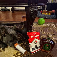 Ted joined the competition — help win amazing prizes! animal, brown, carpet, chewing, decor, dog, fake_cigarette, floor, french_bulldog, funny, furniture, home, indoor, liquor_bottle, living_room, pet, playful, shot_glass, toy, wooden_table