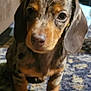 animal, black, brown, carpet, close_up, curious, cute, dachshund, dog, domestic_animal, ears, face, fur, indoor, legs, mammal, pet, puppy, small, young