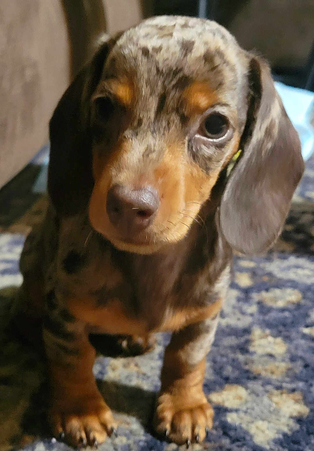 Baileys Irish Cream joined the competition — help win amazing prizes! animal, black, brown, carpet, close_up, curious, cute, dachshund, dog, domestic_animal, ears, face, fur, indoor, legs, mammal, pet, puppy, small, young