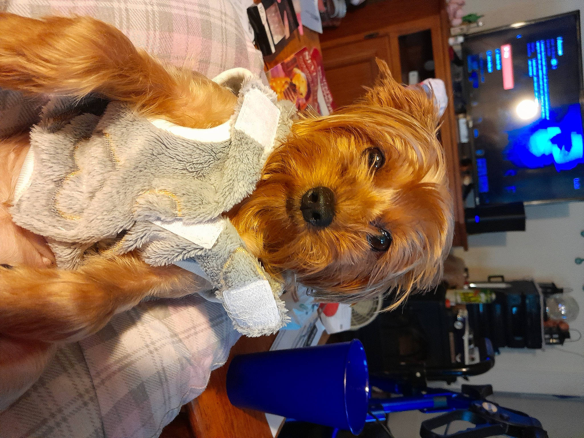 Deedee joined the competition — help win amazing prizes! canidae, carnivore, child, companion_dog, costume, dog, dog_breed, dog_clothes, event, fun, fur, hat, luggage_and_bags, machine, picture_frame, room, small_terrier, sporting_group, television, toy_dog