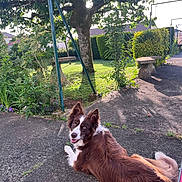 Roxy a rejoint le concours — aidez-le/la à gagner de superbes lots ! dog, border_collie, brown_and_white, long_hair, floppy_fur, pointed_ears, blue_eyes, lying_down, outdoor, garden, park, pavement, tree, greenery, hedge, bench, sunlight, shadow, landscape, portrait