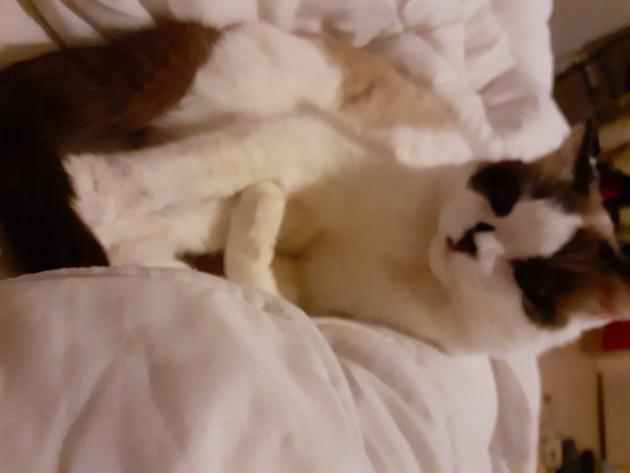 Gismo participe au concours pour gagner de l'argent avec cette photo : bedding, canidae, carnivore, cat, comfort, domestic_short_haired_cat, duvet, fawn, felidae, fur, linens, nap, paw, small_to_medium_sized_cats, tail, vertebrate, whiskers