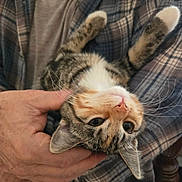 Merk joined the competition — help win amazing prizes! adorable, cat, closeup, cozy, eyes, feline, flannel, fur, holding, human_hand, indoor, kitten, lap, paw, pet, pink_nose, plaid_shirt, portrait, relaxed, whiskers
