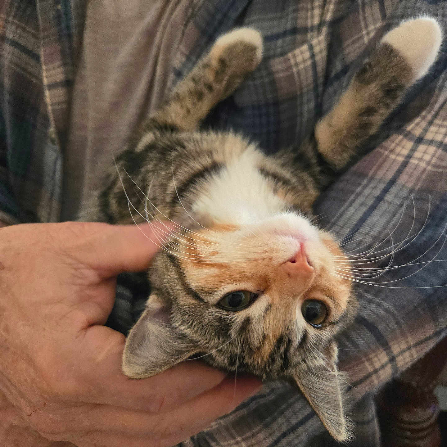 Merk joined the competition — help win amazing prizes! adorable, cat, closeup, cozy, eyes, feline, flannel, fur, holding, human_hand, indoor, kitten, lap, paw, pet, pink_nose, plaid_shirt, portrait, relaxed, whiskers