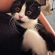 Alvin a rejoint le concours — aidez-le/la à gagner de superbes lots ! animal, black_and_white, cat, close_up, cozy, curious, cute, domestic_cat, fur, holding, indoor, kitten, mammal, person_arm, pet, pink_nose, soft_light, whiskers, wide_eyes, young