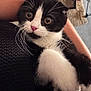 animal, black_and_white, cat, close_up, cozy, curious, cute, domestic_cat, fur, holding, indoor, kitten, mammal, person_arm, pet, pink_nose, soft_light, whiskers, wide_eyes, young