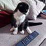 Alvin a rejoint le concours — aidez-le/la à gagner de superbes lots ! animal, black_and_white, blanket, cat, couch, curious, cute, domestic, feline, fur, indoor, kitten, paw, pet, pillow, remote_control, sitting, small, sofa, whiskers