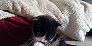 Alvin a rejoint le concours — aidez-le/la à gagner de superbes lots ! animal, black_and_white, blanket, cat, couch, cozy, cute, feline, fur, grooming, home, indoors, kitten, paw, pet, relaxing, small, soft, whiskers, young