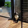 Alvin participe au concours pour gagner de l'argent avec cette photo : black_and_white, cat, container, curious, domestic, feline, floor_tile, glass_door, green_stool, household, indoor, kitten, looking_up, metal_rack, pet, sitting, small, whiskers, wooden_floor, young_animal