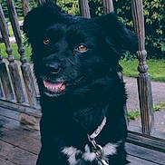 Curly is registered to the contest to win money with this photo: dog, black_dog, pet, animal, leash, collar, outdoor, porch, wooden_floor, wooden_railings, greenery, happy, sitting, close_up, brown_eyes, white_markings, canine, domestic_animal, nature, daylight