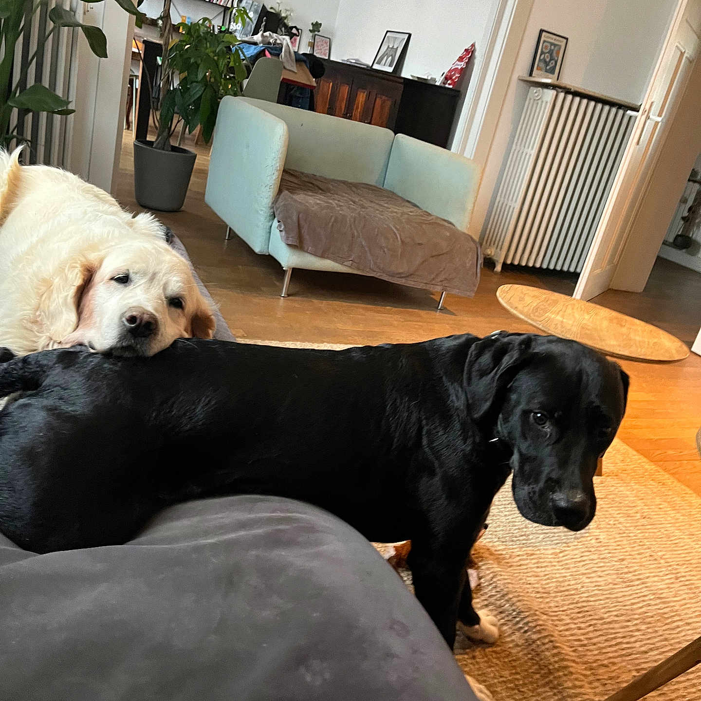 Harry a rejoint le concours — aidez-le/la à gagner de superbes lots ! animal, architecture, art, building, canine, couch, dog, dogbed, furniture, hardwood, indoors, interiordesign, labradorretriever, livingroom, painting, pet, plant, pottedplant, room, wood