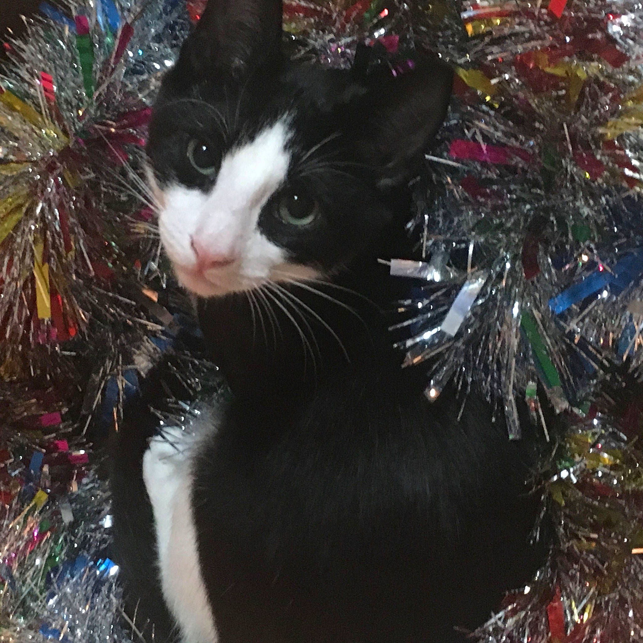 Figaro is registered to the contest to win money with this photo: branch, carnivore, cat, christmas, christmas_decoration, christmas_ornament, conifer, domestic_short_haired_cat, event, felidae, fur, grass, holiday, organism, plant, small_to_medium_sized_cats, snout, tail, tree, whiskers