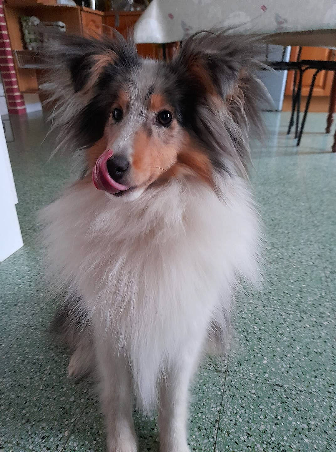 Reese a rejoint le concours — aidez-le/la à gagner de superbes lots ! australian_collie, canidae, carnivore, collie, companion_dog, dog, dog_breed, ear, mammal, papillon, phalene, puppy, rare_breed_dog, scotch_collie, shetland_sheepdog, snout, sporting_group, vertebrate