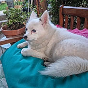 Alaska participe au concours pour gagner de l'argent avec cette photo : dog, white_dog, blue_eyes, cushion, outdoor, garden, plants, wooden_bench, potted_plant, relaxing, pet, fur, animal, nature, statue, greenery, daylight, resting, peaceful, portrait