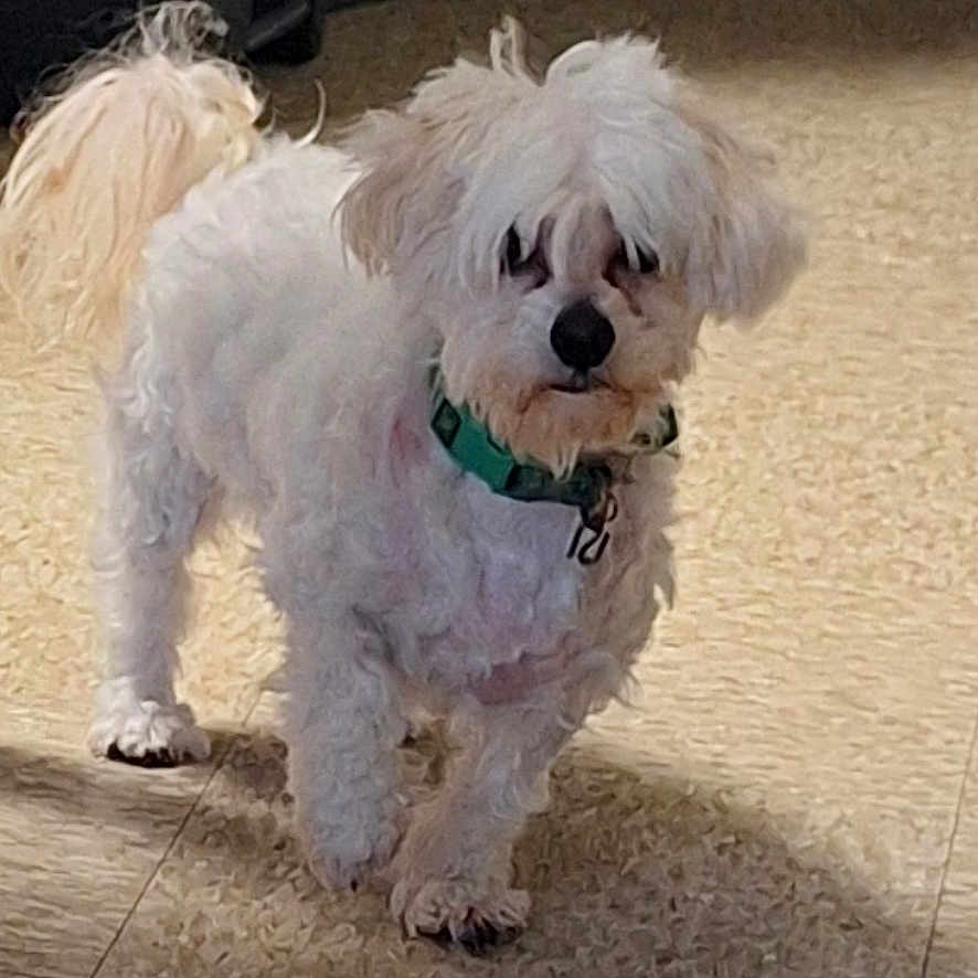 Jax joined the competition — help win amazing prizes! dog, white_dog, small_dog, pet, animal, floor, indoor, collar, fur, standing, sunlight, shadow, tile_floor, cute, domestic_animal, companion, pet_accessory, curly_fur, mammal, household
