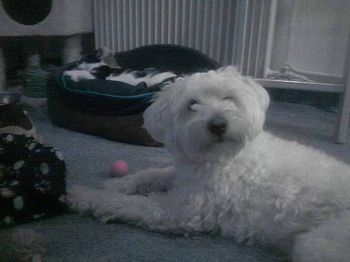 Idéfix a rejoint le concours — aidez-le/la à gagner de superbes lots ! bichon, bichon_frise, bolognese, bolonka, canidae, carnivore, coton_de_tulear, dog, dog_breed, havanese, maltepoo, maltese, mammal, non_sporting_group, puppy, rare_breed_dog, terrier, toy_dog, vertebrate, white