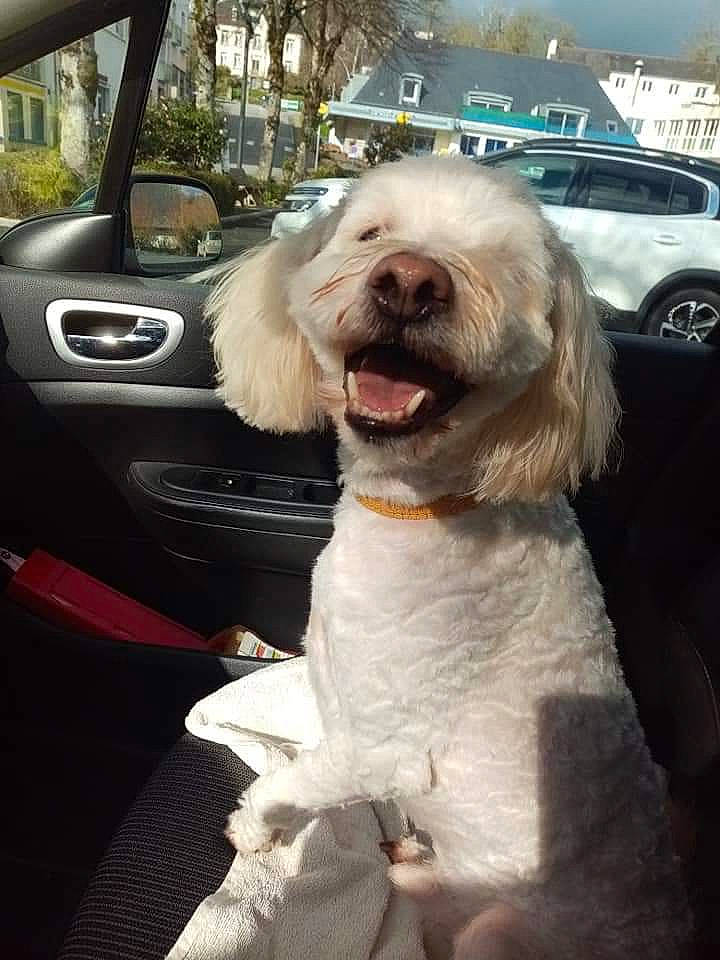 Idéfix participe au concours pour gagner de l'argent avec cette photo : canidae, car, car_seat, carnivore, cockapoo, companion_dog, dog, dog_breed, driving, goldendoodle, maltese, non_sporting_group, sporting_group, terrier, toy_dog, vehicle, west_highland_white_terrier