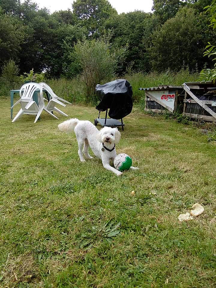 Idéfix a rejoint le concours — aidez-le/la à gagner de superbes lots ! canidae, carnivore, dog, dog_breed, grass, lawn, non_sporting_group, pointer, polish_greyhound, saluki, sighthound, sporting_group, whippet