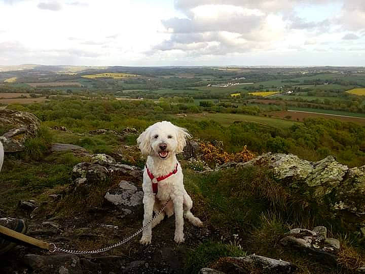 Idéfix a rejoint le concours — aidez-le/la à gagner de superbes lots ! adventure, canidae, carnivore, dog, dog_breed, hill, labrador_retriever, landscape, mammal, mountain, non_sporting_group, retriever, sky, sporting_group
