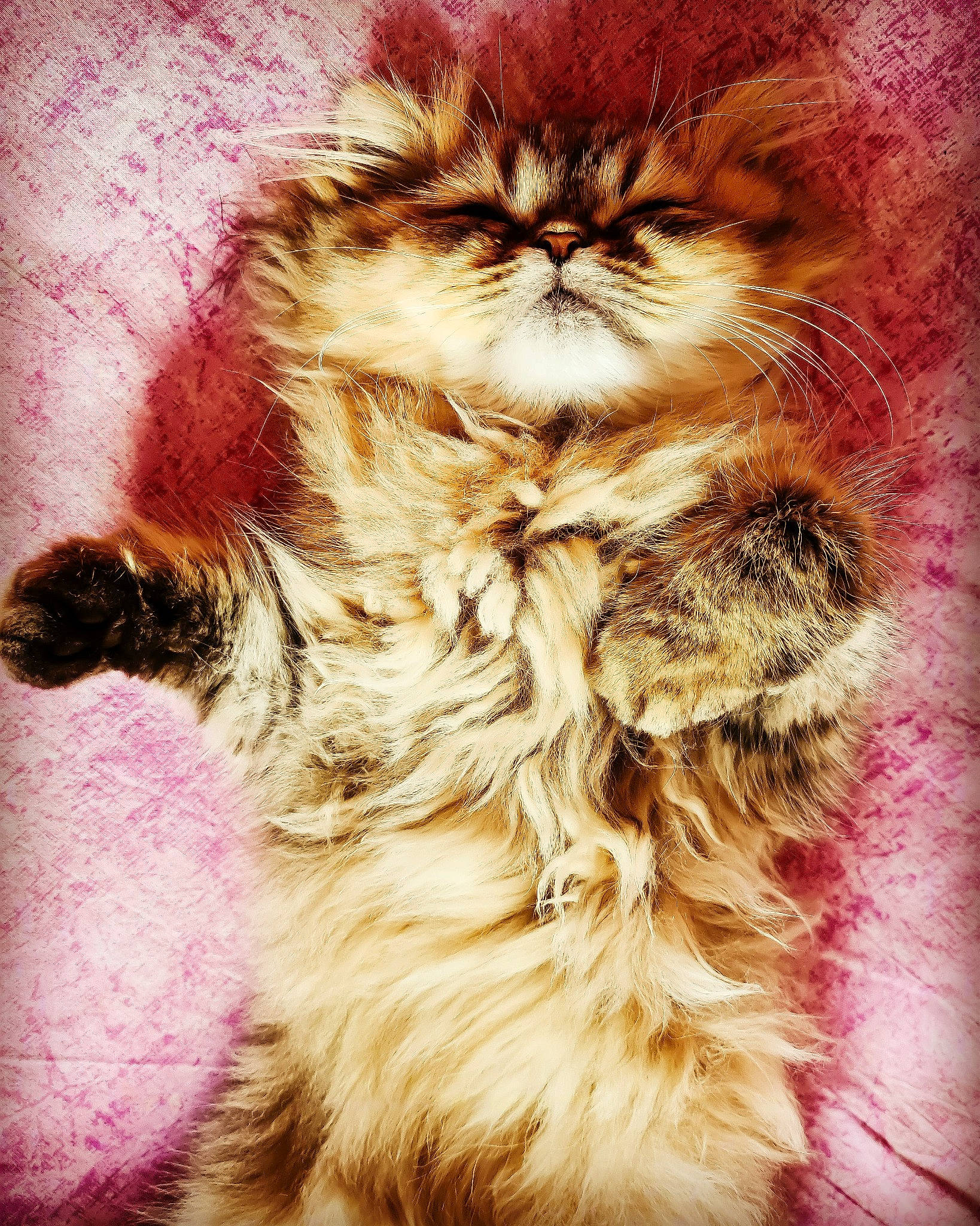 Siam participe au concours pour gagner de l'argent avec cette photo : art, carnivore, cat, fashion_accessory, fawn, feather, felidae, fur, hair, iris, liver, magenta, natural_material, peach, small_to_medium_sized_cats, snout, tail, terrestrial_animal, whiskers, wildlife