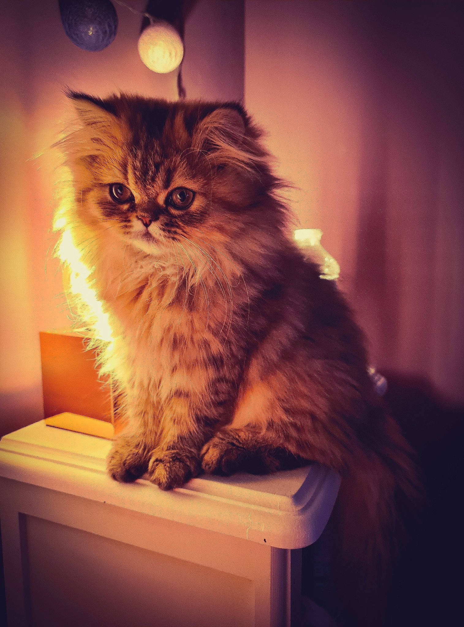 Siam a rejoint le concours — aidez-le/la à gagner de superbes lots ! box, british_longhair, carnivore, cat, darkness, fawn, felidae, fur, maine_coon, ragdoll, siberian, small_to_medium_sized_cats, snout, table, tail, terrestrial_animal, whiskers, wood