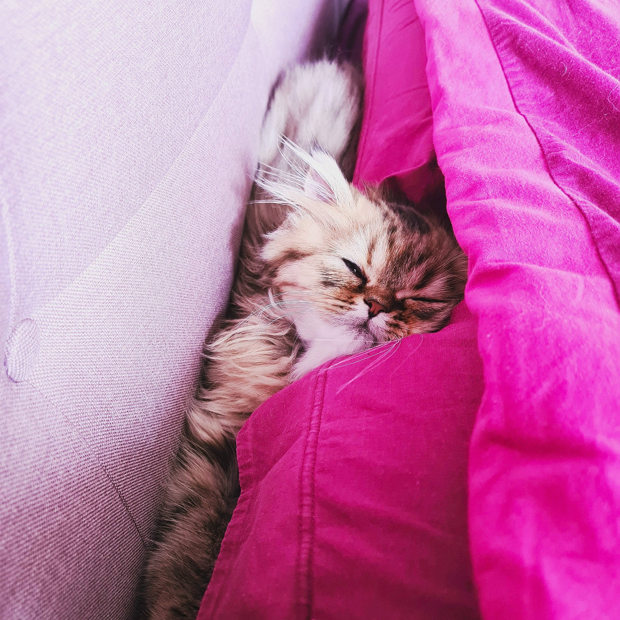 Siam a rejoint le concours — aidez-le/la à gagner de superbes lots ! bed, bedding, carnivore, cat, cloud, comfort, domestic_short_haired_cat, fawn, felidae, fur, grey, linens, magenta, paw, pink, plant, purple, small_to_medium_sized_cats, textile, whiskers