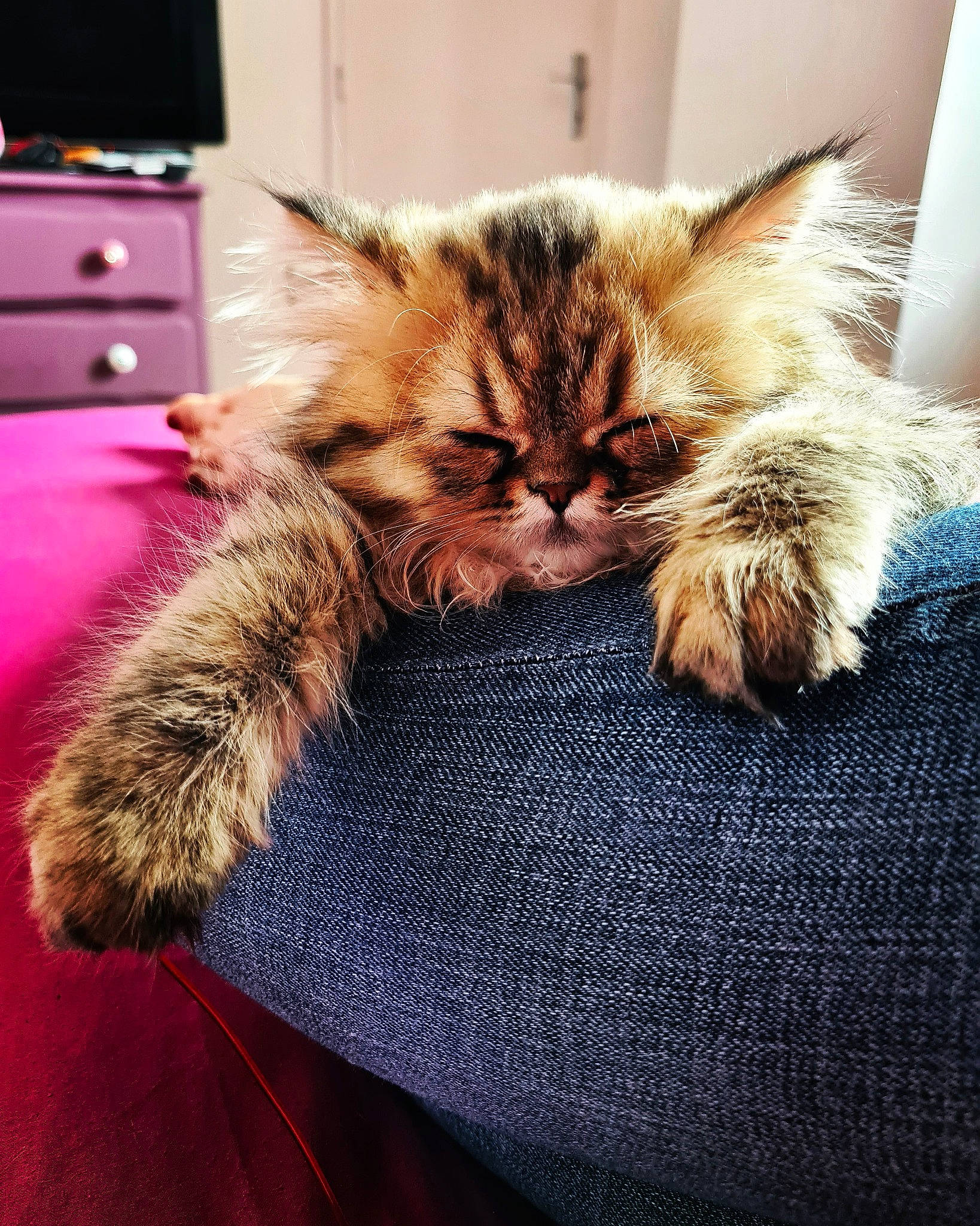 Siam participe au concours pour gagner de l'argent avec cette photo : cabinetry, carnivore, cat, claw, comfort, companion_dog, domestic_short_haired_cat, drawer, eye, fawn, felidae, flooring, fur, nap, paw, small_to_medium_sized_cats, snout, tail, television, whiskers