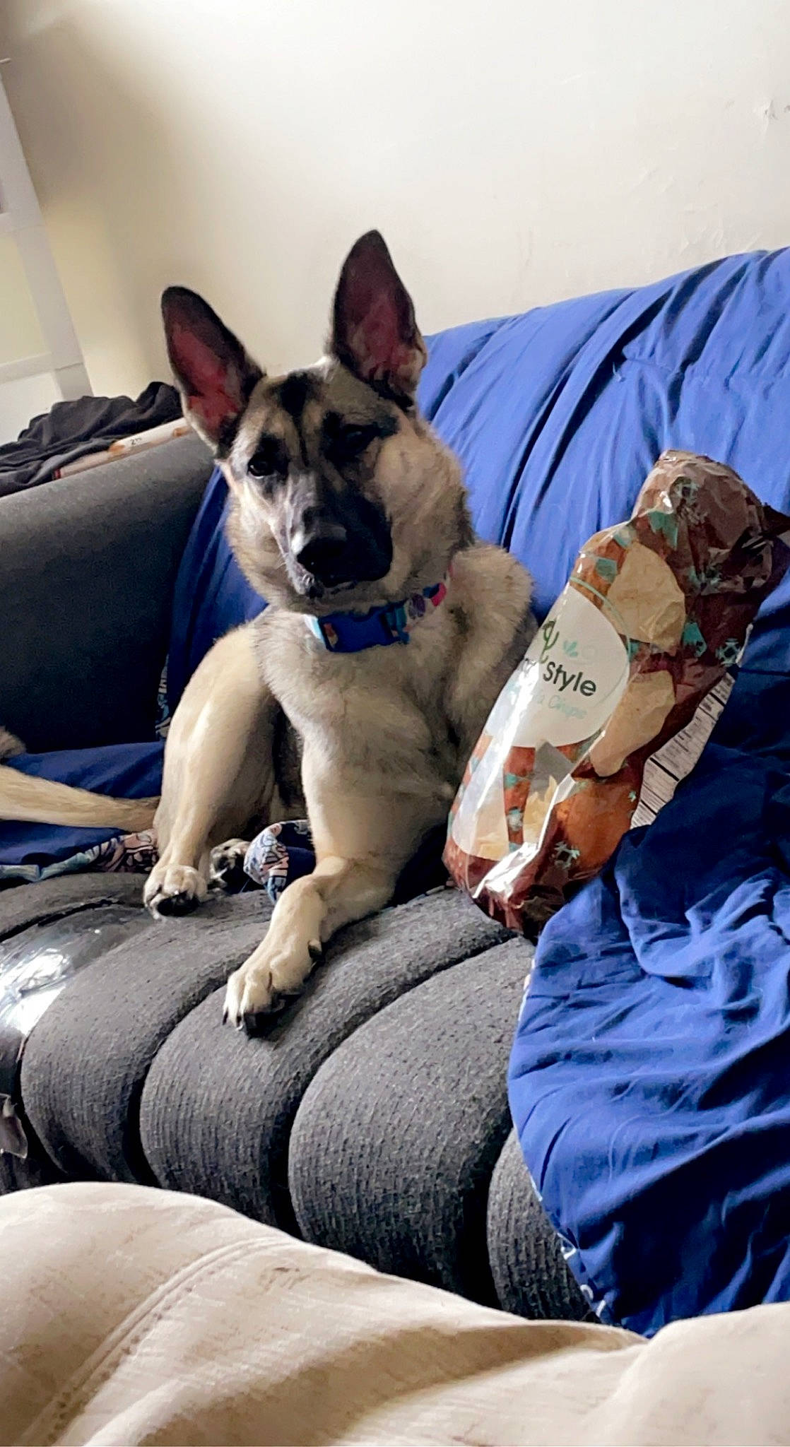 Callie joined the competition — help win amazing prizes! canidae, carnivore, comfort, companion_dog, dog, dog_breed, dog_supply, fawn, felidae, hat, human_leg, linens, mammal, paw, sitting, sporting_group, toy_dog, vertebrate, whiskers, working_animal