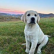 Arya a rejoint le concours — aidez-le/la à gagner de superbes lots ! puppy, dog, labrador, grass, field, sunset, sky, hills, outdoor, nature, animal, young, cute, pet, fur, ears, tail, sitting, landscape, scenery