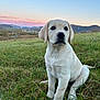 puppy, dog, labrador, grass, field, sunset, sky, hills, outdoor, nature, animal, young, cute, pet, fur, ears, tail, sitting, landscape, scenery