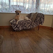 Sahara joined the competition — help win amazing prizes! animal, blanket, curtains, cushion, decor, dog, domestic, furniture, home, indoor, labrador, living_room, pet, relaxed, resting, sofa, sunlight, window, wooden_floor, zebra_pattern