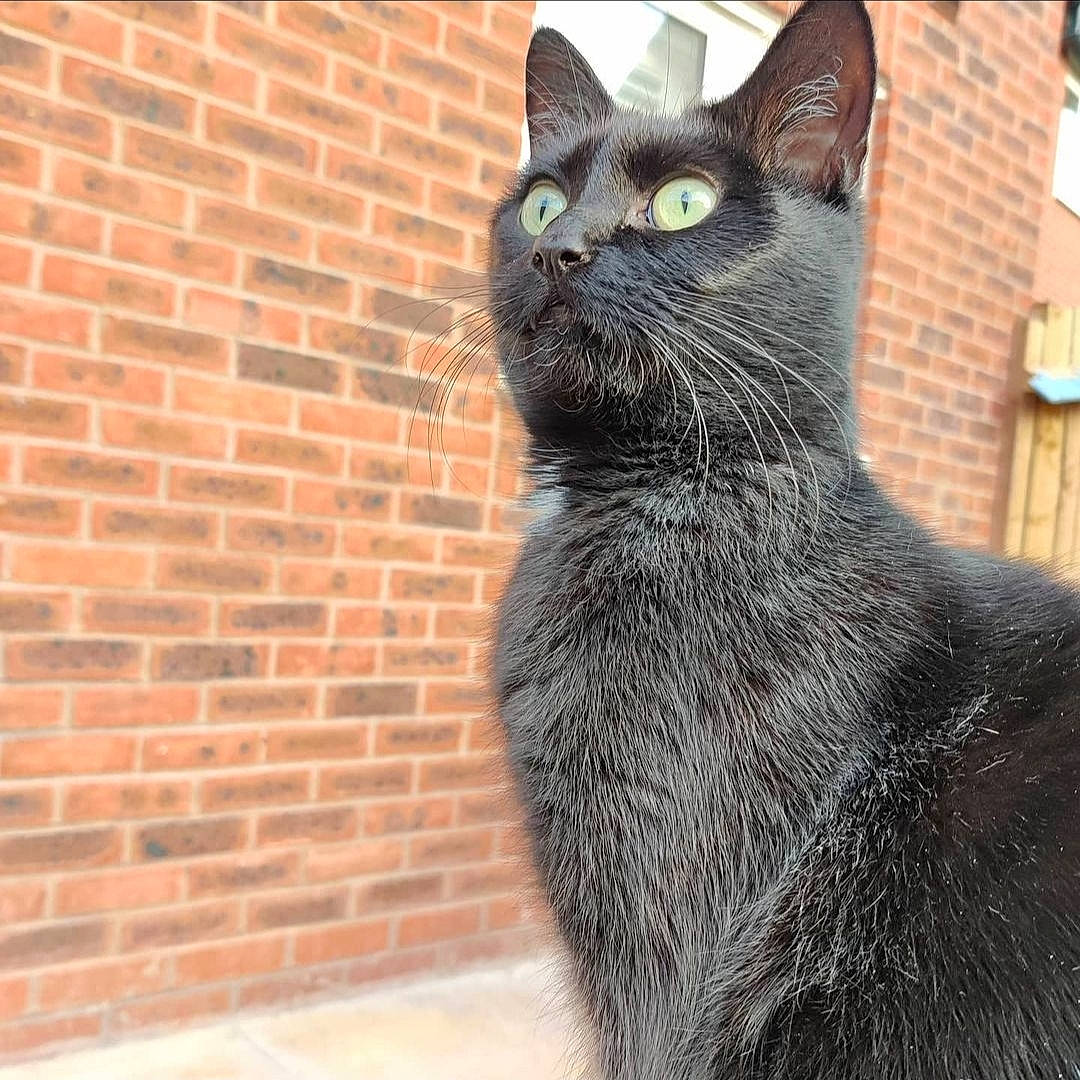 Muffin joined the competition — help win amazing prizes! black_cat, bombay, brick, brickwork, carnivore, cat, domestic_short_haired_cat, eye, felidae, fur, grey, sitting, small_to_medium_sized_cats, snout, tail, terrestrial_animal, tree, whiskers, wildlife, window