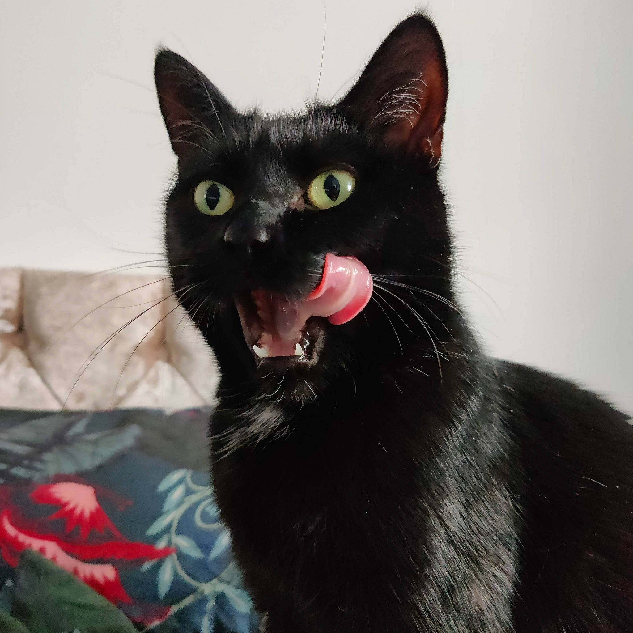 Muffin is registered to the contest to win money with this photo: black_cat, bombay, carnivore, cat, cat_supply, domestic_short_haired_cat, fang, felidae, fur, havana_brown, paw, small_to_medium_sized_cats, snout, terrestrial_animal, whiskers