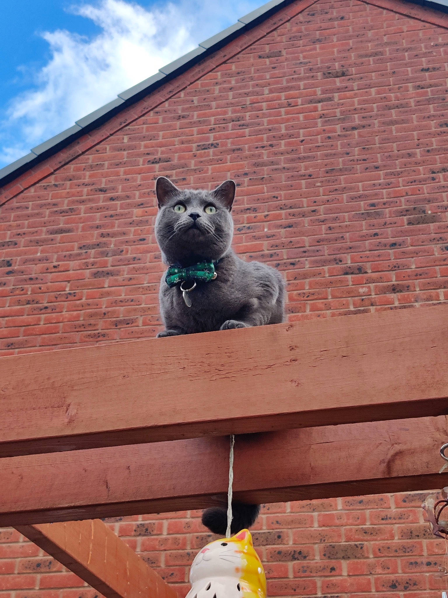 Marshmallow is registered to the contest to win money with this photo: azure, blue, brick, brickwork, carnivore, cloud, dog, dog_breed, electric_blue, facade, fawn, grey, light, line, roof, sky, snout, wall, window, wood