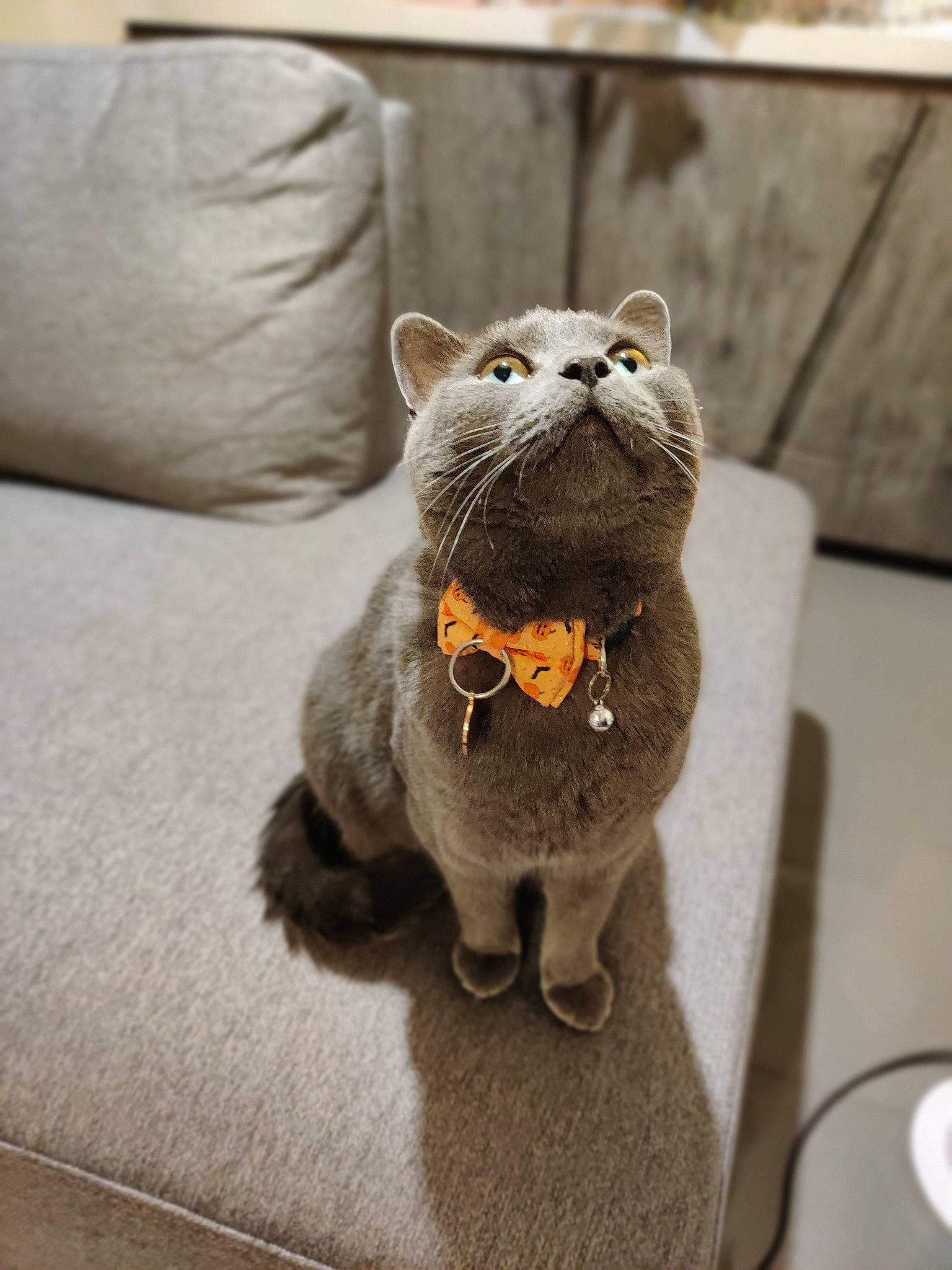 Marshmallow joined the competition — help win amazing prizes! art, black_cat, carnivore, cat, comfort, companion_dog, dog_breed, eye, fawn, felidae, grey, plant, small_to_medium_sized_cats, snout, tail, terrestrial_animal, toy, whiskers, window, wood