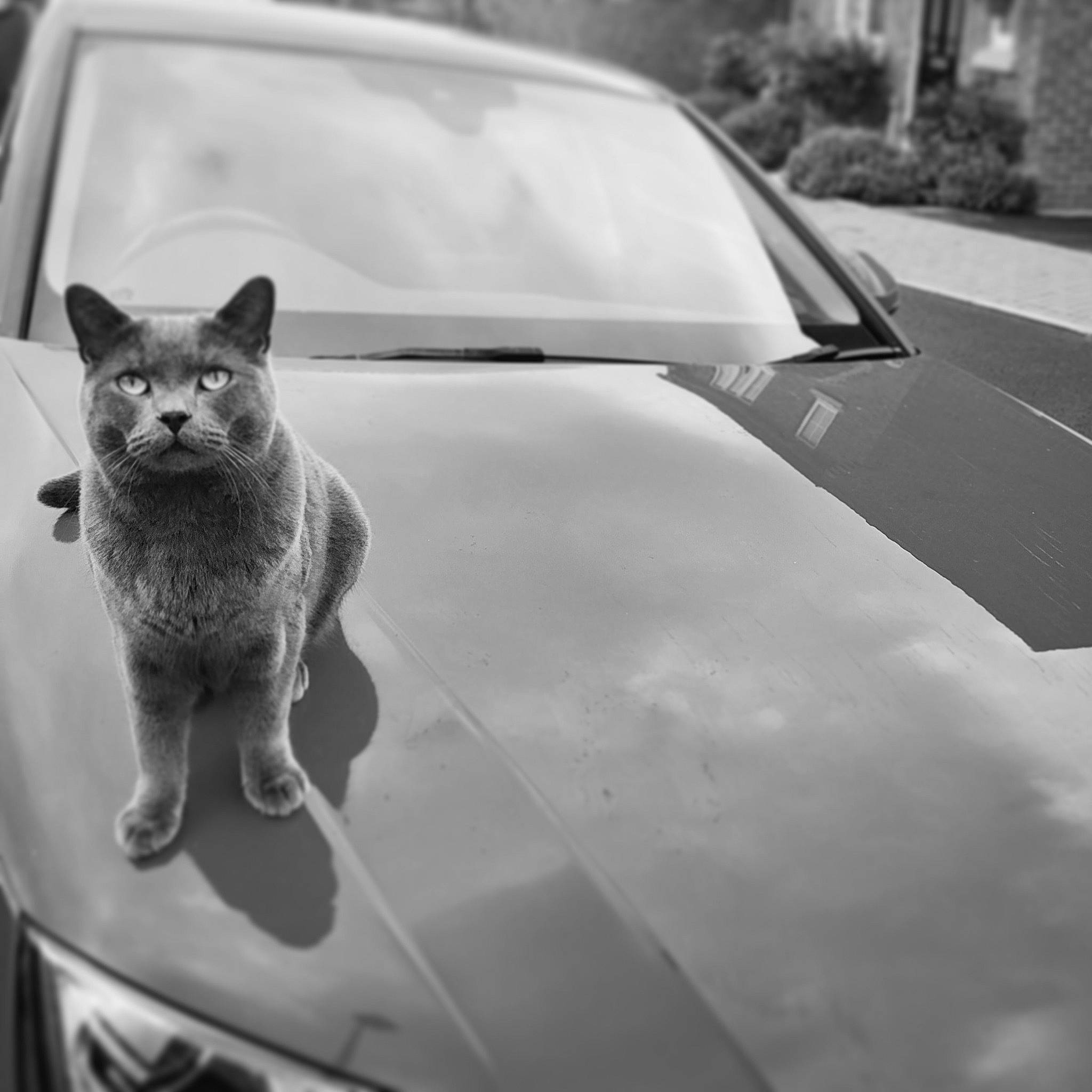 Marshmallow is registered to the contest to win money with this photo: automotive_lighting, automotive_mirror, automotive_tire, black_and_white, car, carnivore, cat, felidae, grey, hood, motor_vehicle, plant, small_to_medium_sized_cats, style, tints_and_shades, vehicle, vehicle_door, whiskers, window, windscreen_wiper