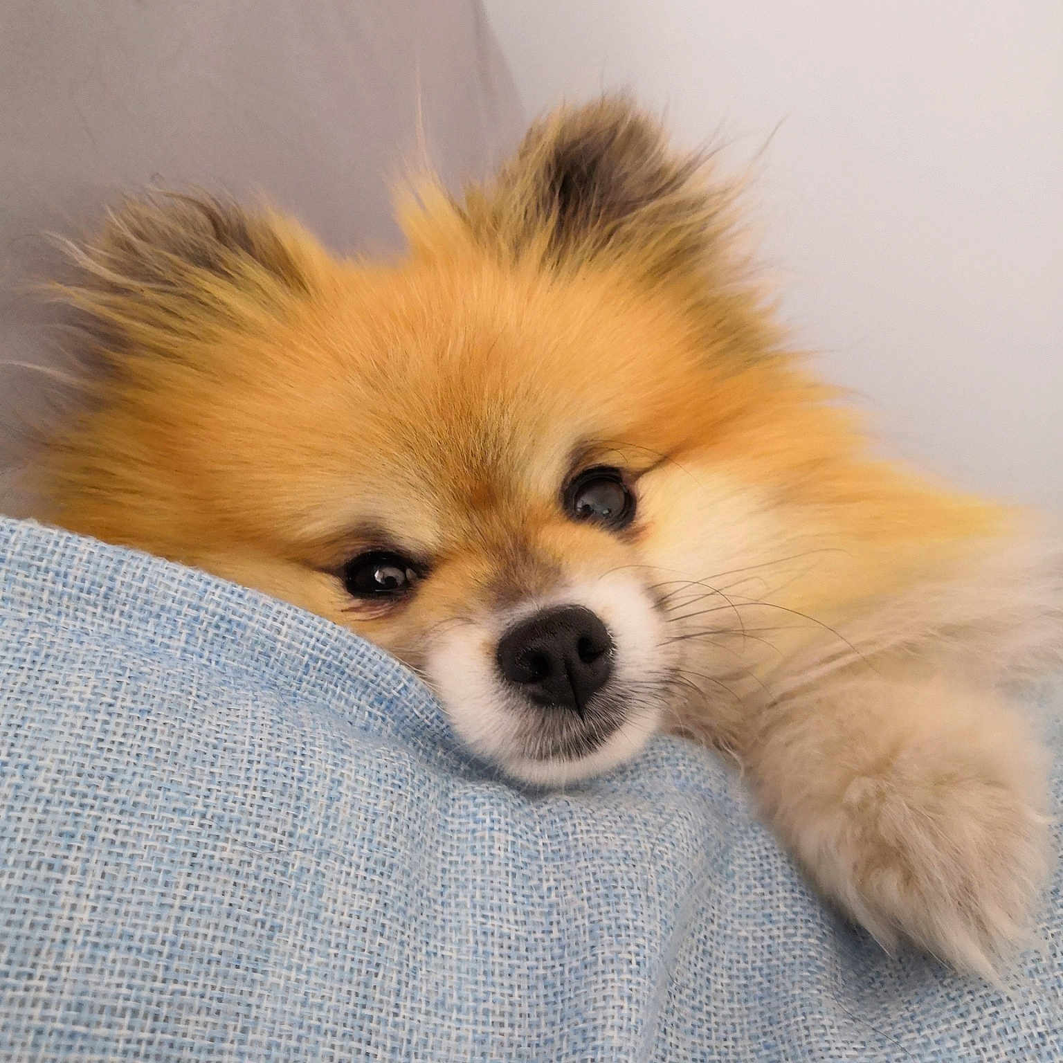 Milo