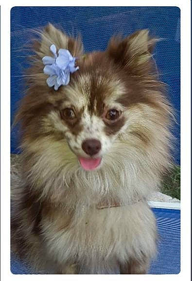 Nina participe au concours pour gagner de l'argent avec cette photo : ancient_dog_breeds, canidae, carnivore, companion_dog, dog, dog_breed, dog_supply, fashion_accessory, fawn, flower, fur, german_spitz, german_spitz_klein, pet_supply, rectangle, snout, sporting_group, toy_dog, volpino_italiano, whiskers