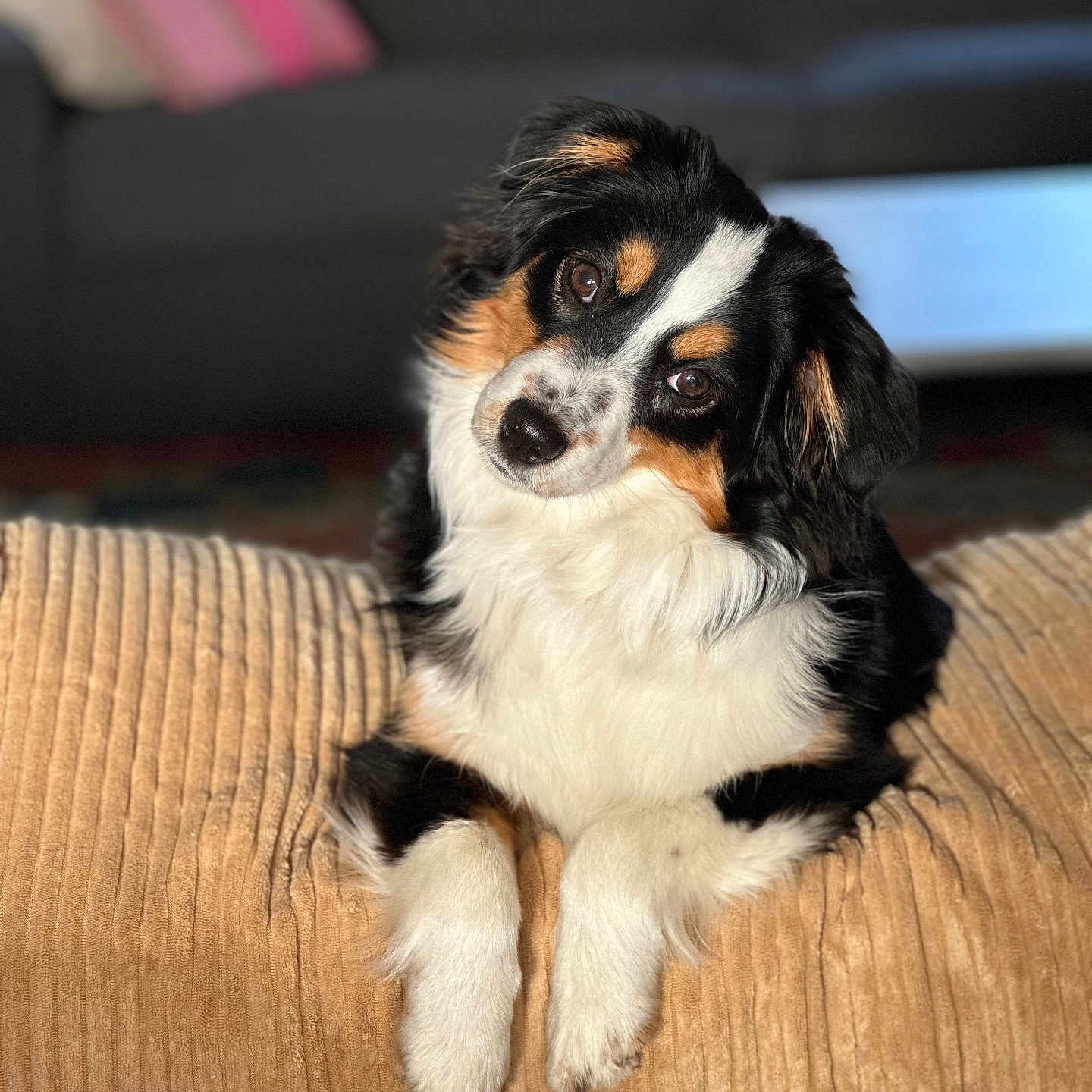 Vickie Turpin a rejoint le concours — aidez-le/la à gagner de superbes lots ! animal, blanket, companion, couch, cozy, cute, dog, domestic, friendly, fur, head_tilt, indoor, living_room, paws, pet, portrait, relaxed, sofa, soft_light, tricolor