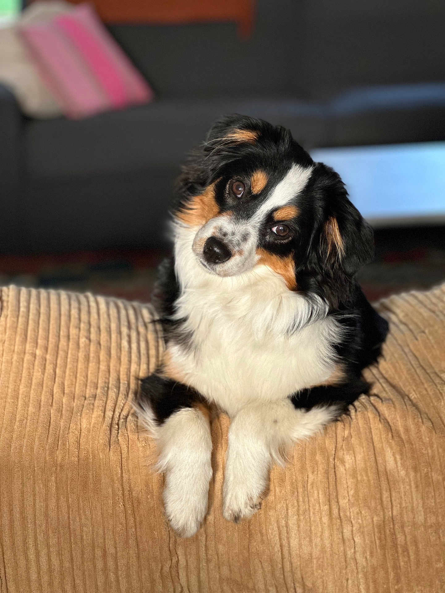 Vickie Turpin a rejoint le concours — aidez-le/la à gagner de superbes lots ! dog, pet, tricolor, cute, portrait, indoor, cozy, blanket, fur, paws, head_tilt, living_room, sofa, couch, soft_light, animal, companion, domestic, friendly, relaxed