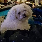Candy is registered to the contest to win money with this photo: dog, white_dog, curly_fur, pet, indoor, blanket, clothing, furniture, home, cozy, curious, animal, mammal, companion, cute, fur, small_dog, domestic_dog, lying_down, resting