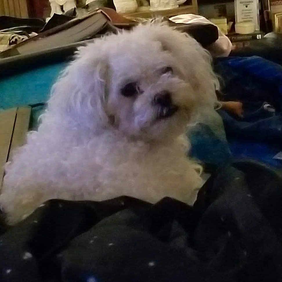 Candy is registered to the contest to win money with this photo: animal, blanket, clothing, companion, cozy, curious, curly_fur, cute, dog, domestic_dog, fur, furniture, home, indoor, lying_down, mammal, pet, resting, small_dog, white_dog