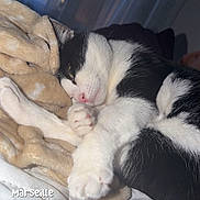 Nina a rejoint le concours — aidez-le/la à gagner de superbes lots ! cat, black_and_white, sleeping, blanket, indoor, cozy, pet, fur, paw, relaxed, bed, soft, window, light, resting, cute, animal, domestic, comfort, nap