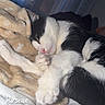 cat, black_and_white, sleeping, blanket, indoor, cozy, pet, fur, paw, relaxed, bed, soft, window, light, resting, cute, animal, domestic, comfort, nap